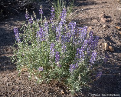 Lupinus argenteus, photographed by Tim Messick