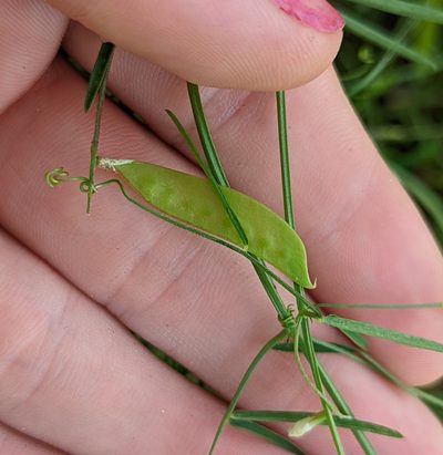 Vicia acutifolia, photographed by natalie