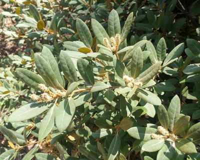 Chrysolepis sempervirens, photographed by Casey H. Richart