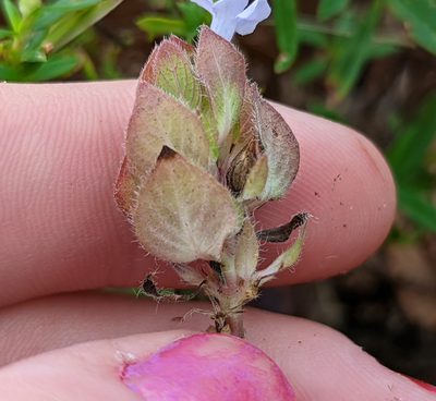 Ruellia blechum, photographed by natalie