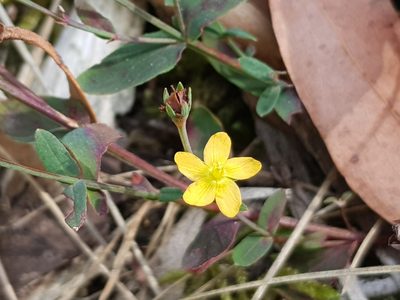 Hypericum gramineum, photographed by Lek Khauv