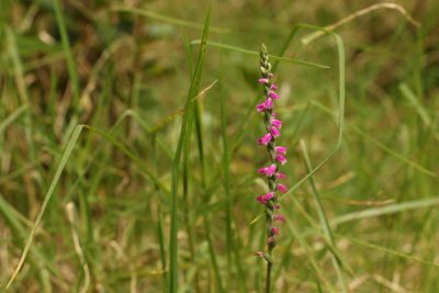 Spiranthes australis, photographed by Greg Tasney