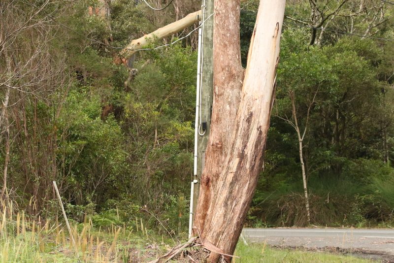 Eucalyptus oreades, photographed by Greg Tasney