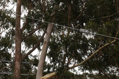 Eucalyptus oreades, photographed by Greg Tasney
