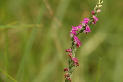 Spiranthes australis, photographed by Greg Tasney