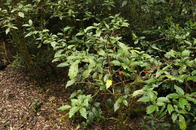 Solanum inaequilaterum, photographed by Greg Tasney