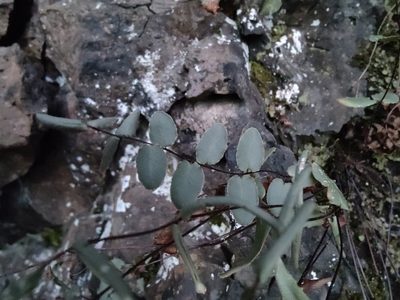 Pellaea atropurpurea, photographed by Gus