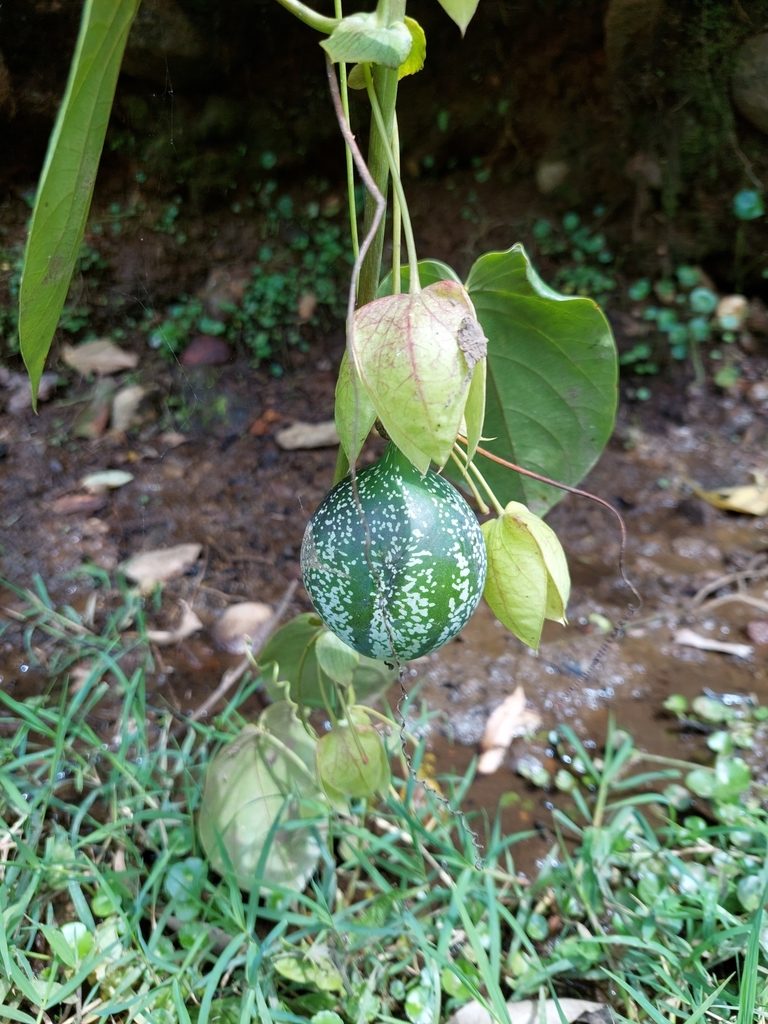 Passiflora tiliifolia, photographed by Daniel Mesa