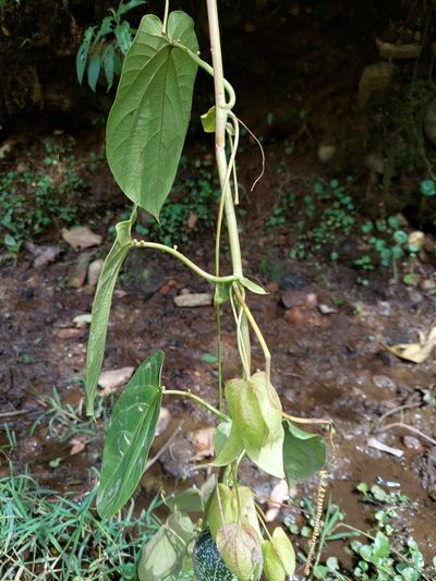 Passiflora tiliifolia, photographed by Daniel Mesa