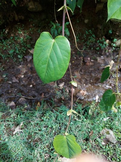 Passiflora tiliifolia, photographed by Daniel Mesa