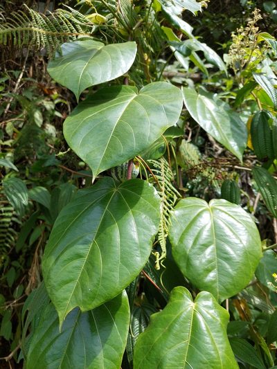 Passiflora tiliifolia, photographed by Daniel Mesa
