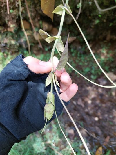 Passiflora tiliifolia, photographed by Daniel Mesa