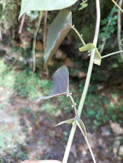 Passiflora tiliifolia, photographed by Daniel Mesa