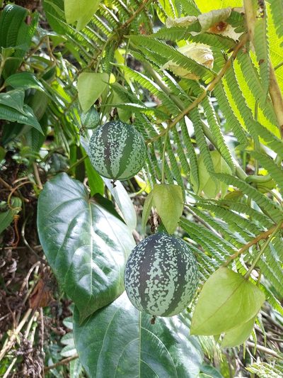 Passiflora tiliifolia, photographed by Daniel Mesa