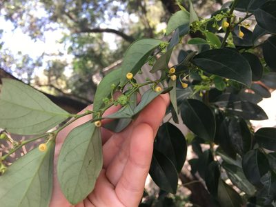 Breynia fruticosa, photographed by Yj