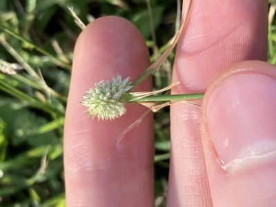 Cyperus sesquiflorus, photographed by Thomas Mesaglio