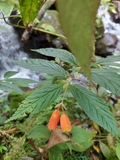 Begonia kalbreyeri, photographed by Daniel Mesa