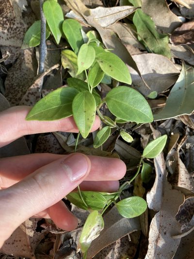 Vincetoxicum barbatum, photographed by Thomas Mesaglio