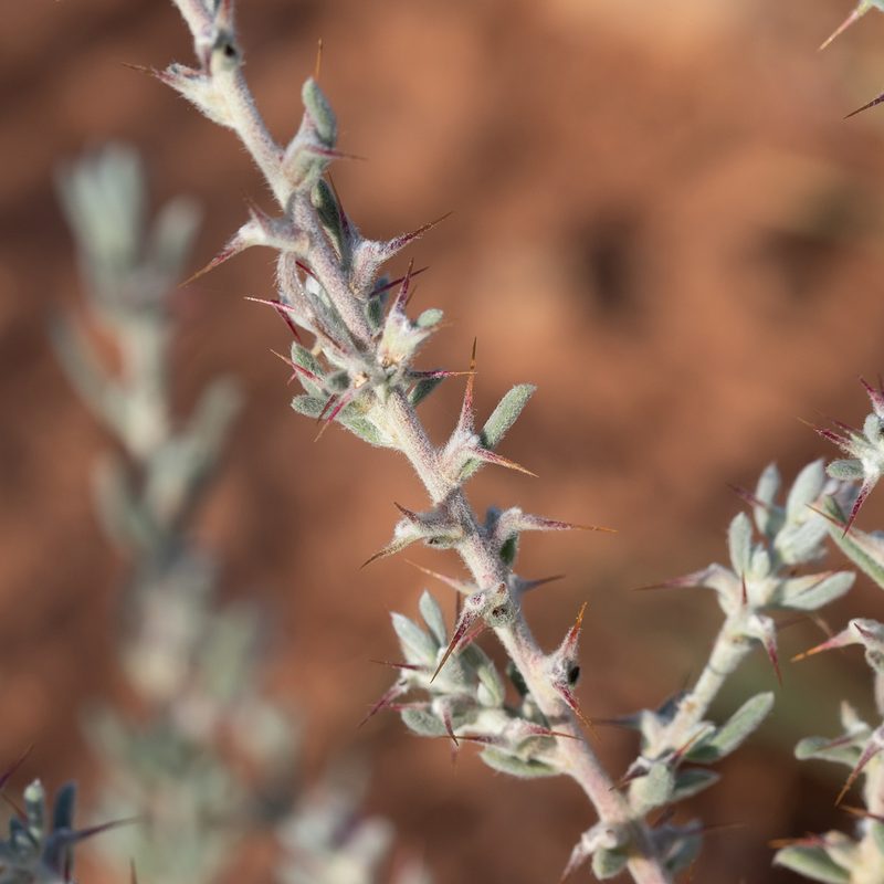 Sclerolaena obliquicuspis, photographed by Kym Nicolson