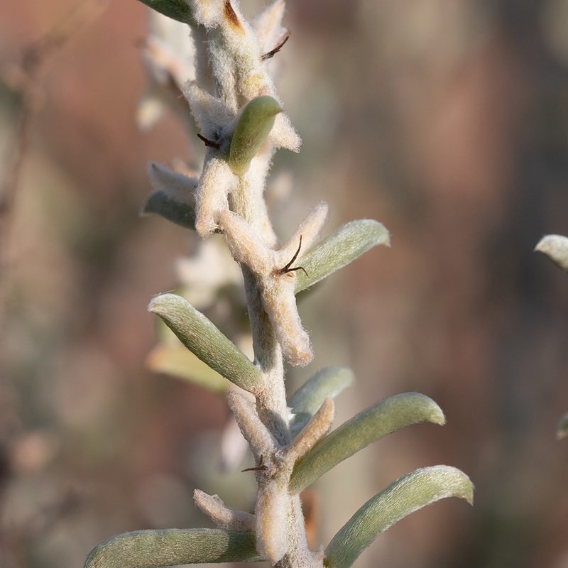 Malacocera tricornis, photographed by Kym Nicolson