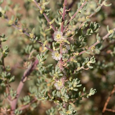 Maireana brevifolia, photographed by Kym Nicolson