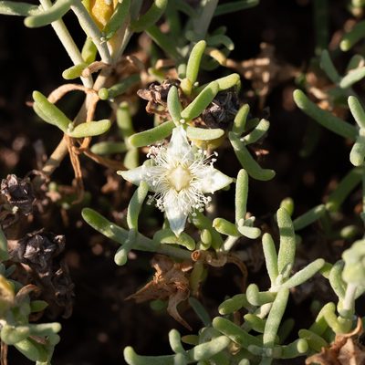 Gunniopsis quadrifida, photographed by Kym Nicolson