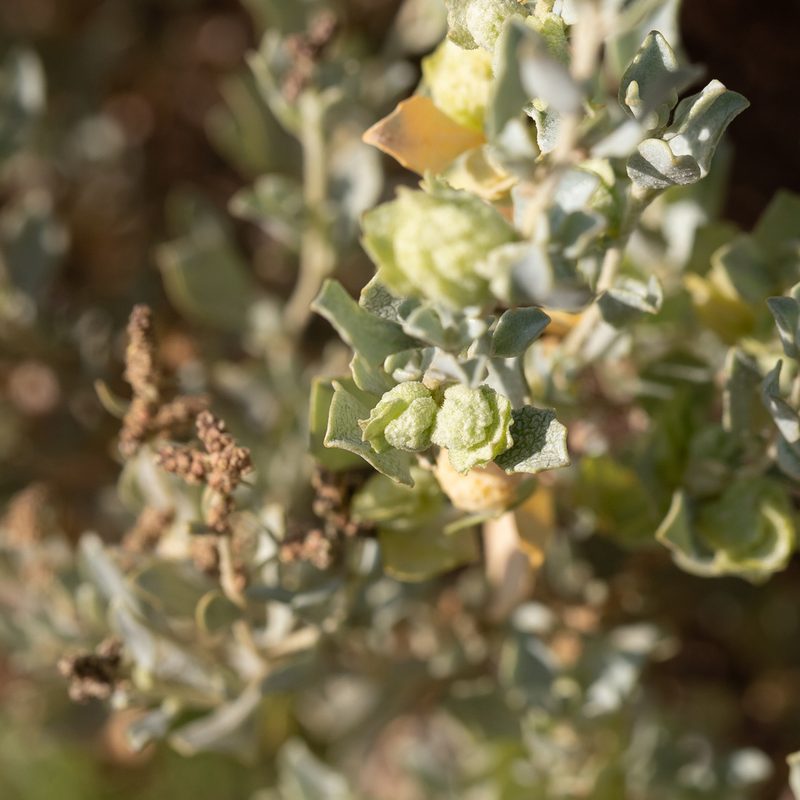 Atriplex vesicaria, photographed by Kym Nicolson