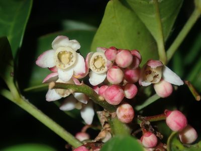 Synoum glandulosum, photographed by Thomas Mesaglio