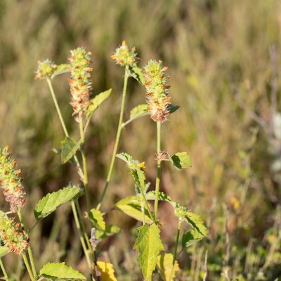 Malvastrum americanum, photographed by Kym Nicolson