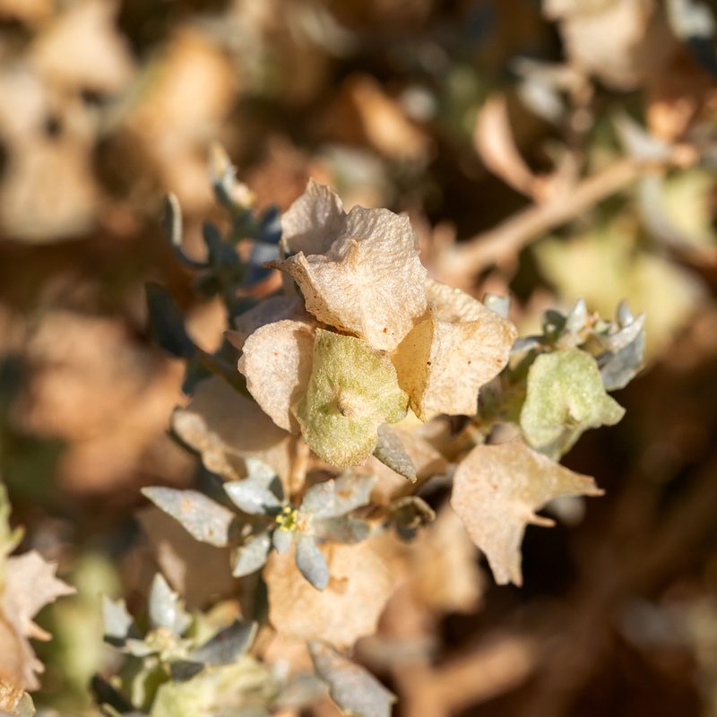Atriplex lindleyi, photographed by Kym Nicolson