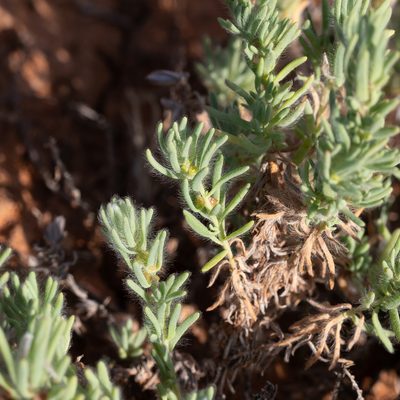 Sclerolaena brachyptera, photographed by Kym Nicolson