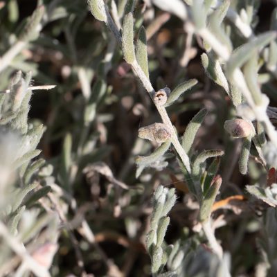Dissocarpus biflorus, photographed by Kym Nicolson