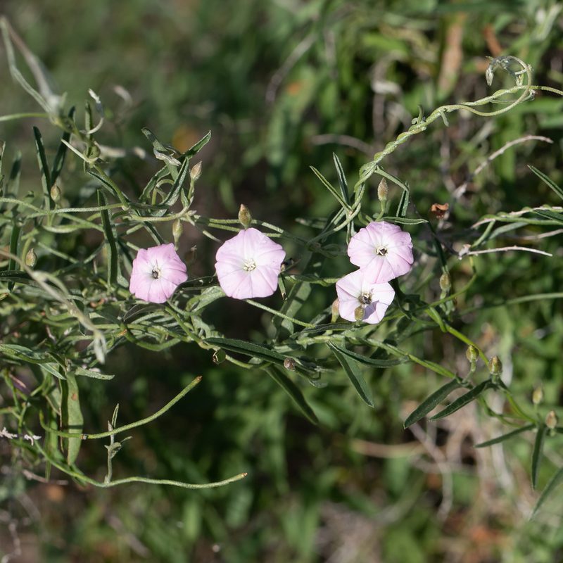 Convolvulus remotus, photographed by Kym Nicolson