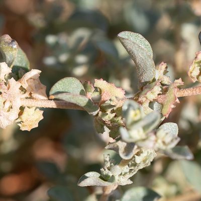 Atriplex eardleyae, photographed by Kym Nicolson