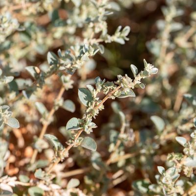 Atriplex eardleyae, photographed by Kym Nicolson