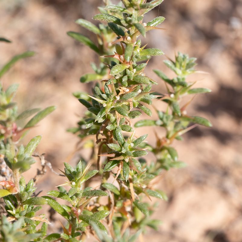 Sclerolaena decurrens, photographed by Kym Nicolson