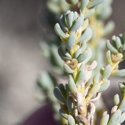 Osteocarpum acropterum, photographed by Kym Nicolson