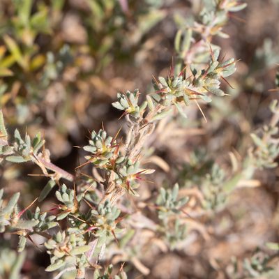 Sclerolaena obliquicuspis, photographed by Kym Nicolson