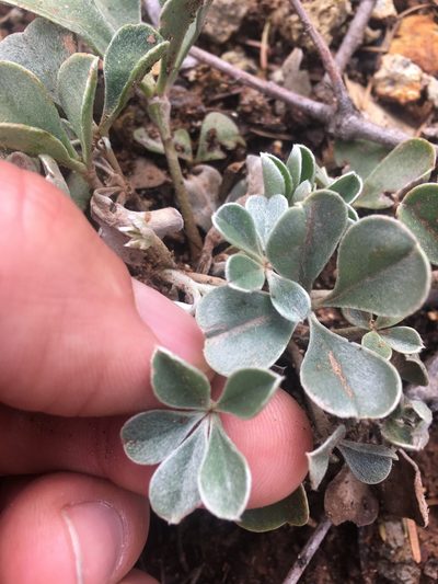 Lupinus sericatus, photographed by Scott Yarger