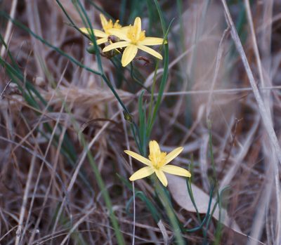 Tricoryne elatior, photographed by Rod Lowther