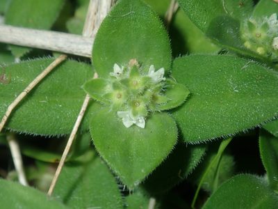 Richardia humistrata, photographed by Thomas Mesaglio