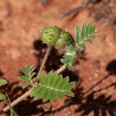 Tribulus terrestris, photographed by Kym Nicolson