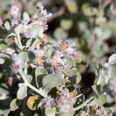 Ptilotus obovatus, photographed by Kym Nicolson