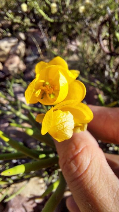 Senna crassiramea, photographed by Tomás Tamagno