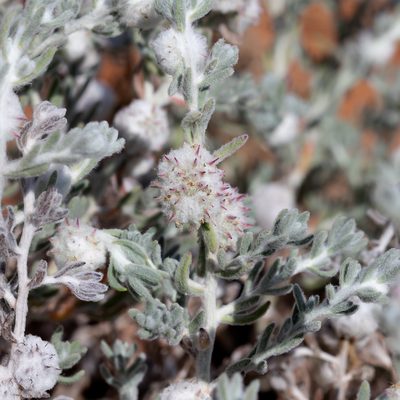 Dissocarpus paradoxus, photographed by Kym Nicolson