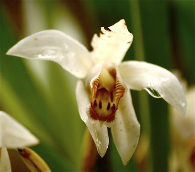 Coelogyne hirtella, photographed by Jay Pruett