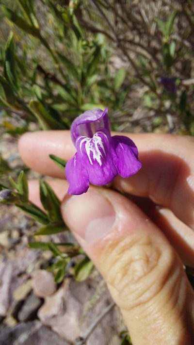 Poikilacanthus tweedieanus, photographed by Tomás Tamagno
