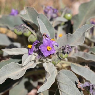Solanum quadriloculatum, photographed by Kym Nicolson