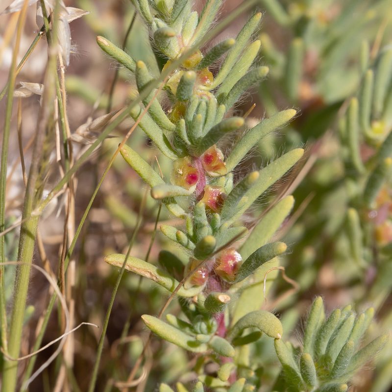 Sclerolaena brachyptera, photographed by Kym Nicolson