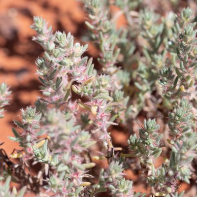 Sclerolaena lanicuspis, photographed by Kym Nicolson
